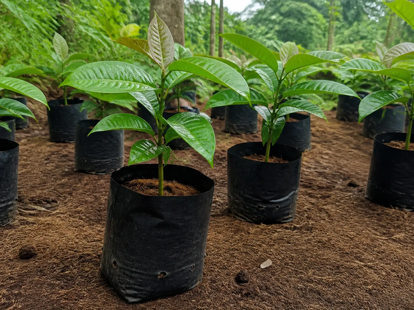 Young rubber seedlings growing in black nursery bags
