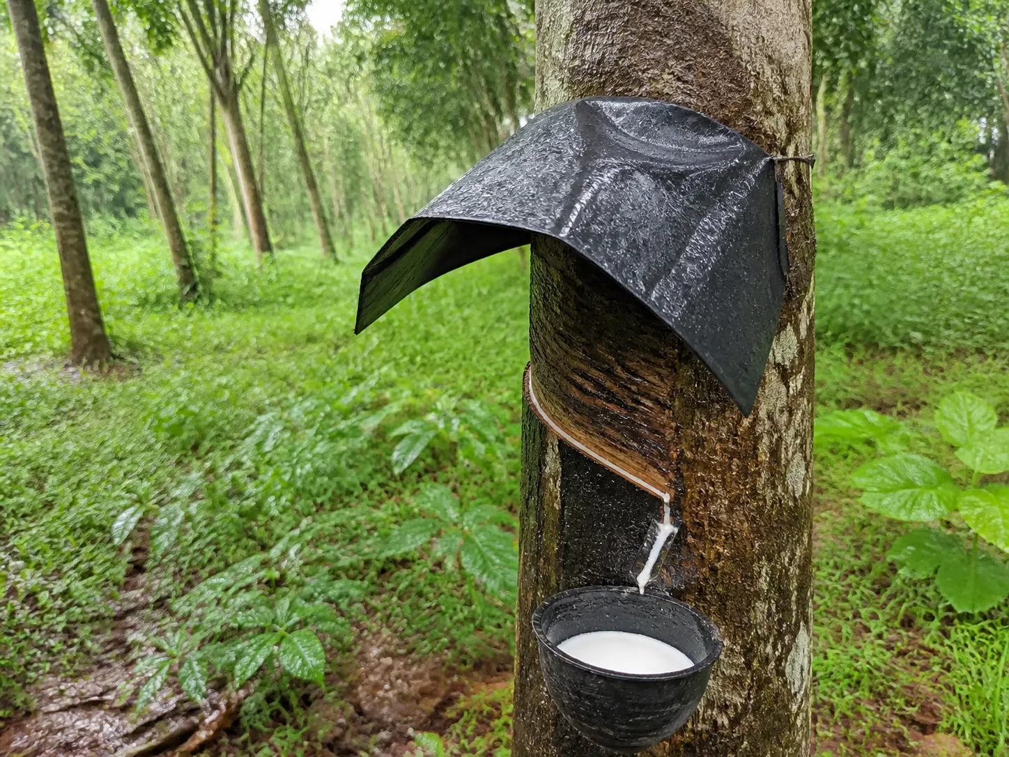 Black rain guard sheet protecting a rubber tree tapping panel